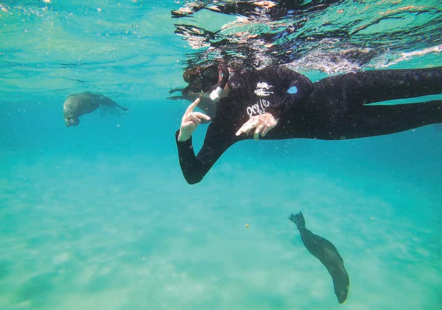 Plettenberg Bay: Swim with the Seals - The viewing option for non-swimmers