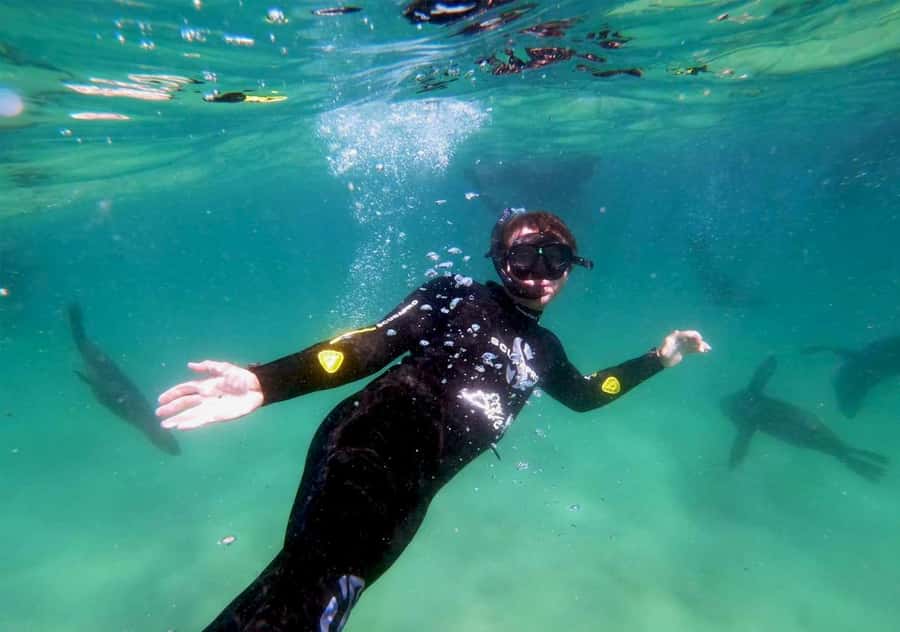 Plettenberg Bay: Swim with the Seals - Is $61 a fair price?