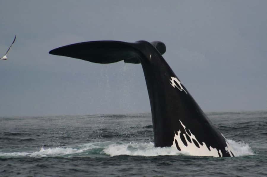 Plettenberg Bay: Whale Watching Boat Cruise - Key points to know before you go