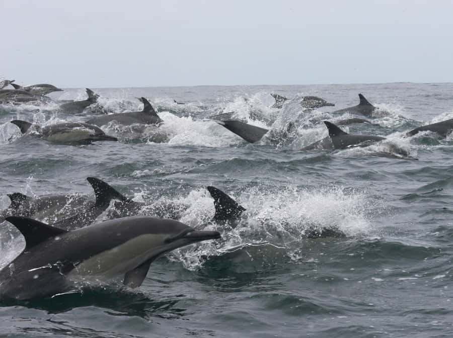 Plettenberg Bay: Whale Watching Boat Cruise - Starting with a surf launch at Hopwood Street
