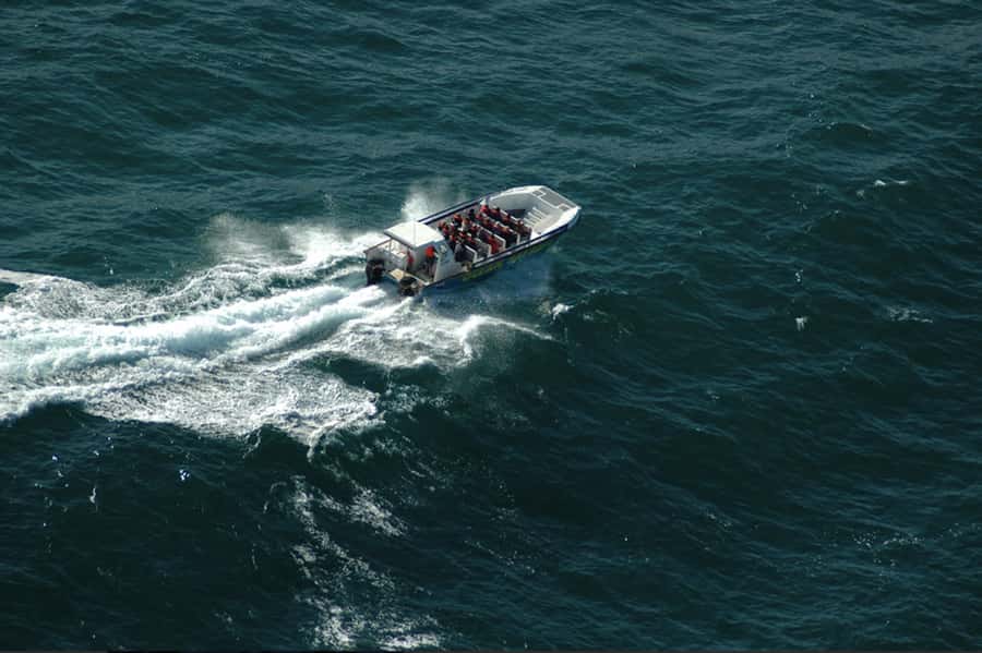 Plettenberg Bay: Whale Watching Boat Cruise - Dolphins, seals, and the marine life that fills the gaps