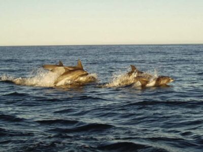 Whale Watching Boat Cruise