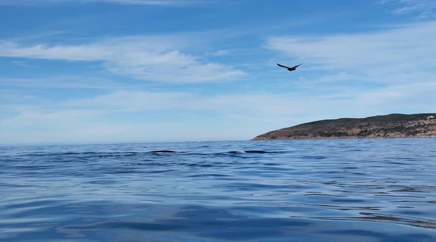 Plettenberg Bay: Whale Watching Boat Cruise - Why the guide and skipper matter