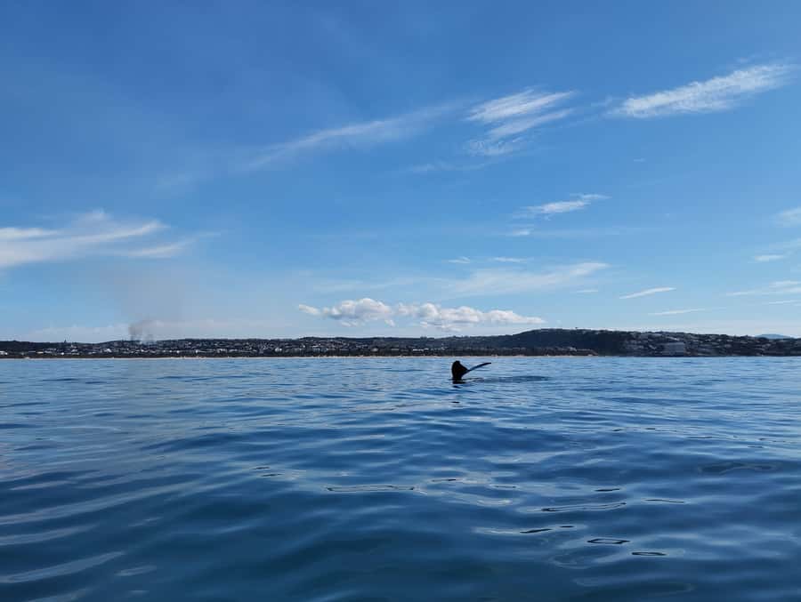 Plettenberg Bay: Whale Watching Boat Cruise - Weather, timing, and the real risk of cancellation