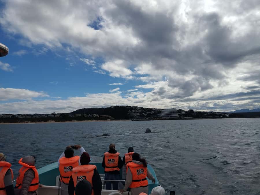 Plettenberg Bay: Whale Watching Boat Cruise - Who will enjoy this boat most?