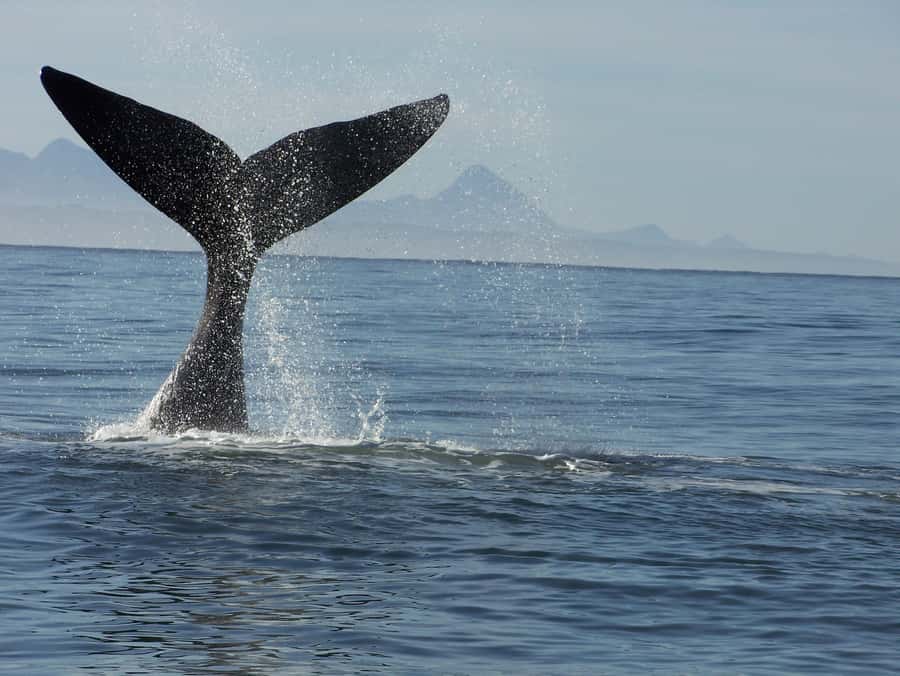 Plettenberg Bay: Whale-Watching Cruise - Key points to know before booking
