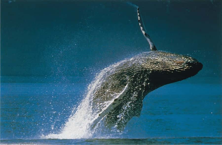 Plettenberg Bay: Whale-Watching Cruise - A whale trip with a proper sense of adventure