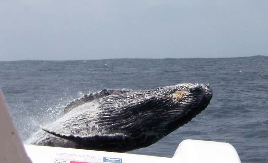 Plettenberg Bay: Whale-Watching Cruise - Robberg Peninsula seals and possible dolphins
