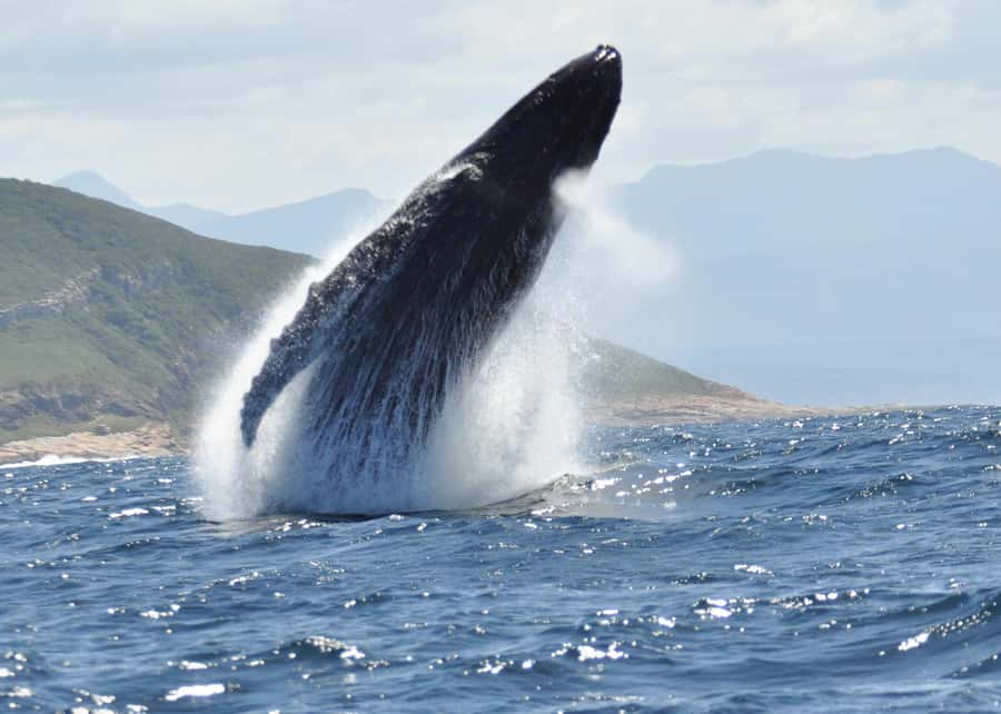Plettenberg Bay: Whale-Watching Cruise - What the guides add to the ride