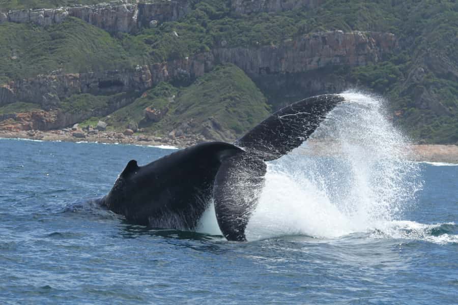 Plettenberg Bay: Whale-Watching Cruise - How much wildlife should you expect?