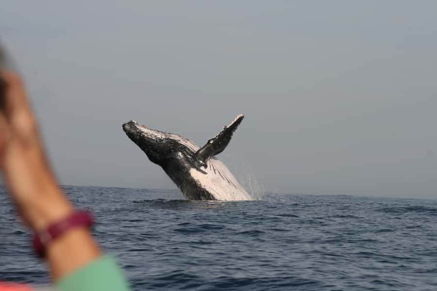 Plettenberg Bay: Whale-Watching Cruise - The $77 price and what you receive