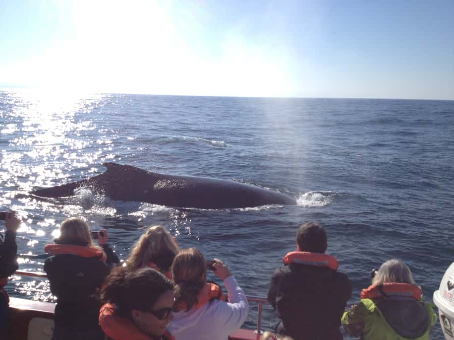 Plettenberg Bay: Whale-Watching Cruise - Who will enjoy this most?