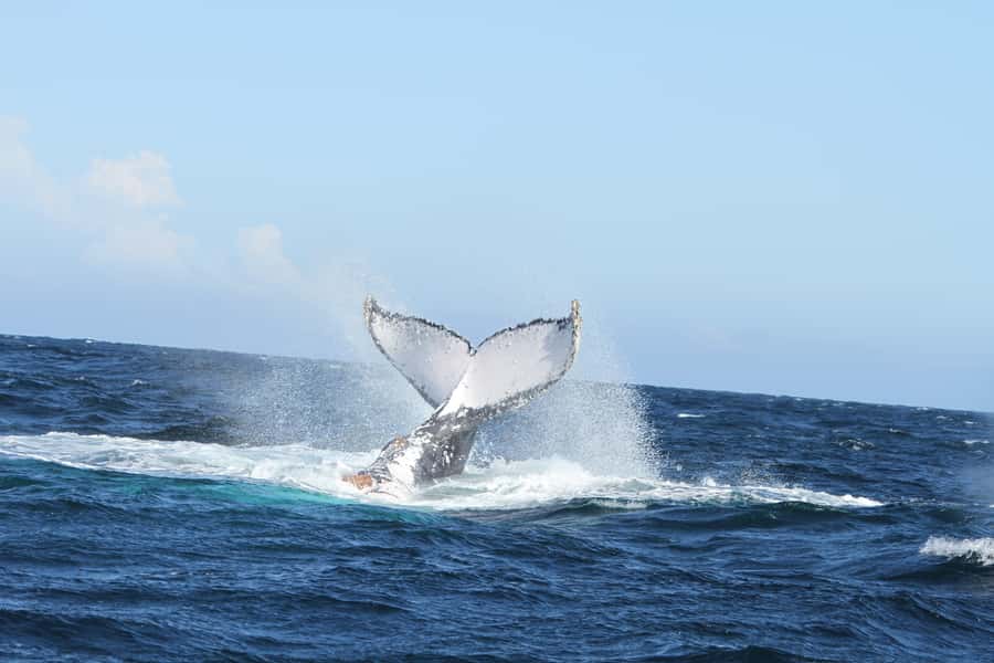 Plettenberg Bay: Whale-Watching Cruise - Cancellation and practical flexibility