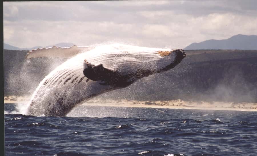 Plettenberg Bay: Whale-Watching Cruise - Choosing between the coastal and offshore routes
