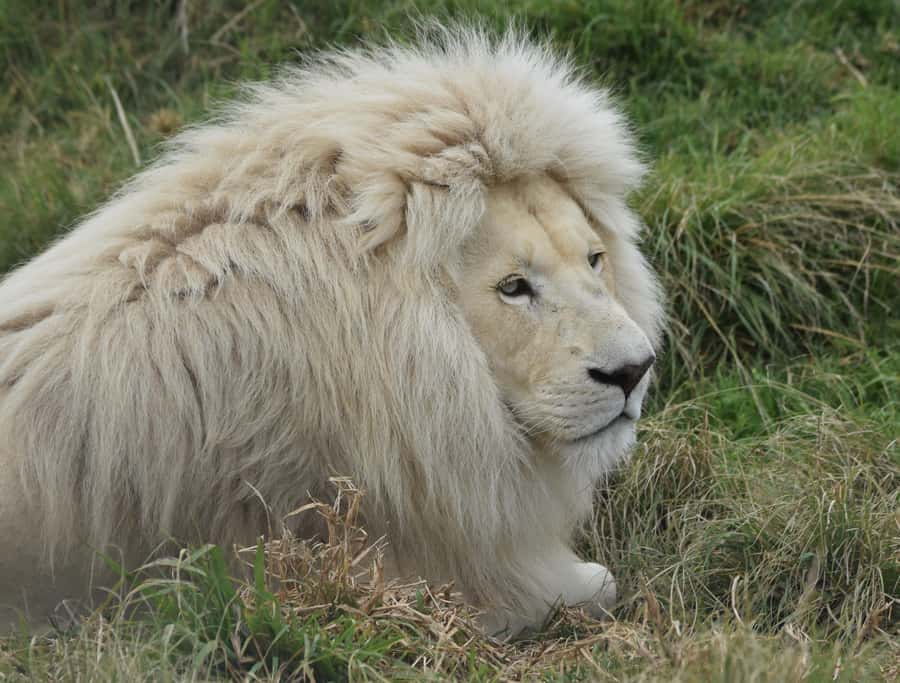 Plettenberg Bay: Wild Cat and Wildlife Guided Tour - Key points to know before you go