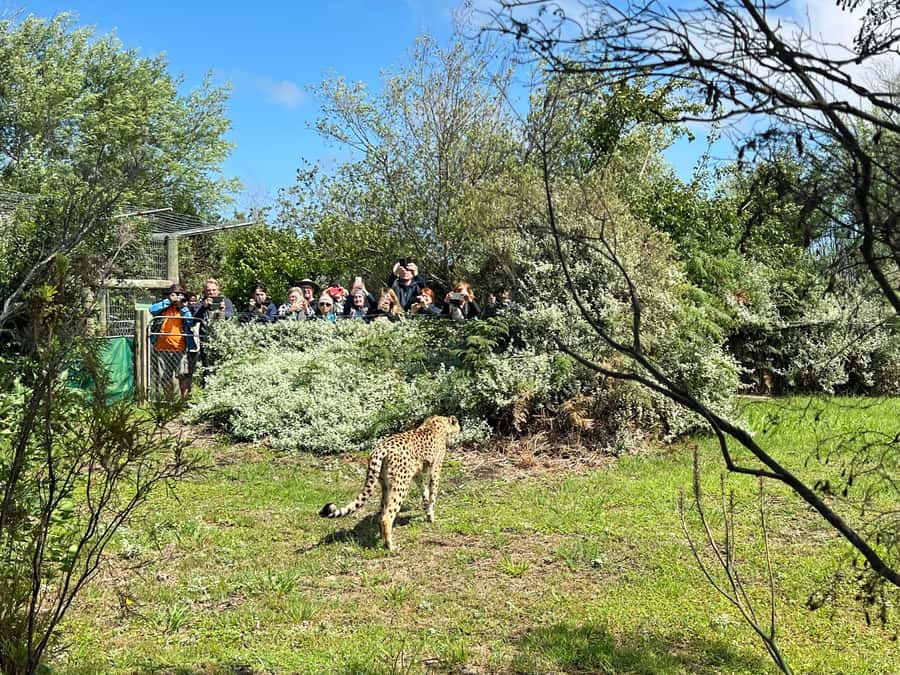 Plettenberg Bay: Wild Cat and Wildlife Guided Tour - Meeting rescued wild cats at Tenikwa