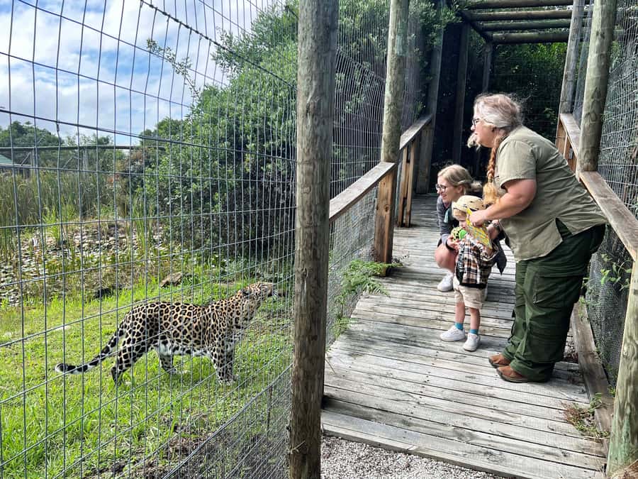 Plettenberg Bay: Wild Cat and Wildlife Guided Tour - One hour among lions, leopards, and cheetahs