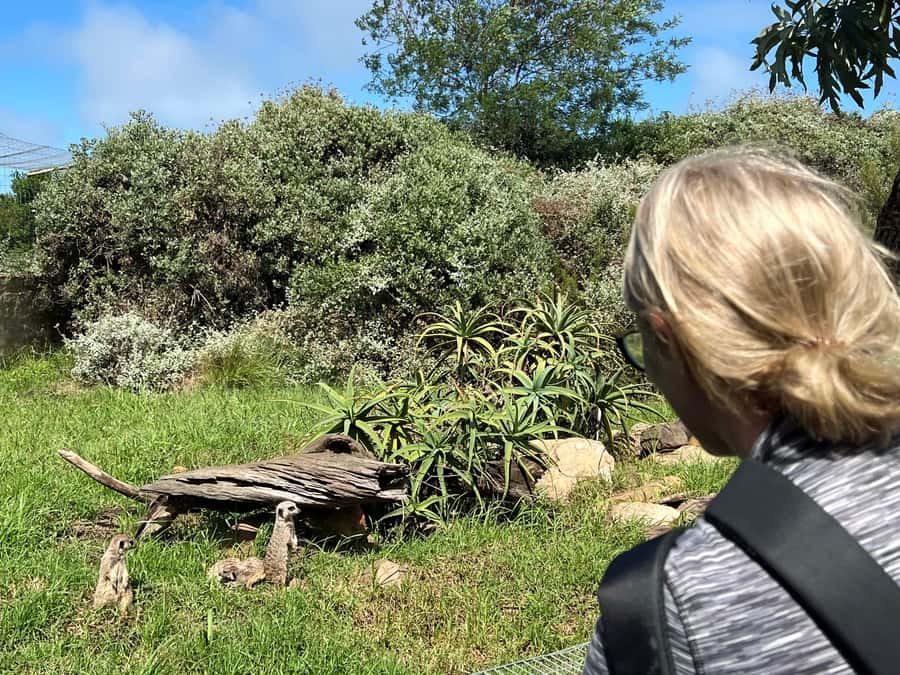 Plettenberg Bay: Wild Cat and Wildlife Guided Tour - Photography from the walkway