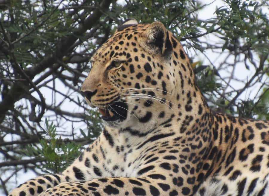 Plettenberg Bay: Wild Cat and Wildlife Guided Tour - The optional shop and food stop