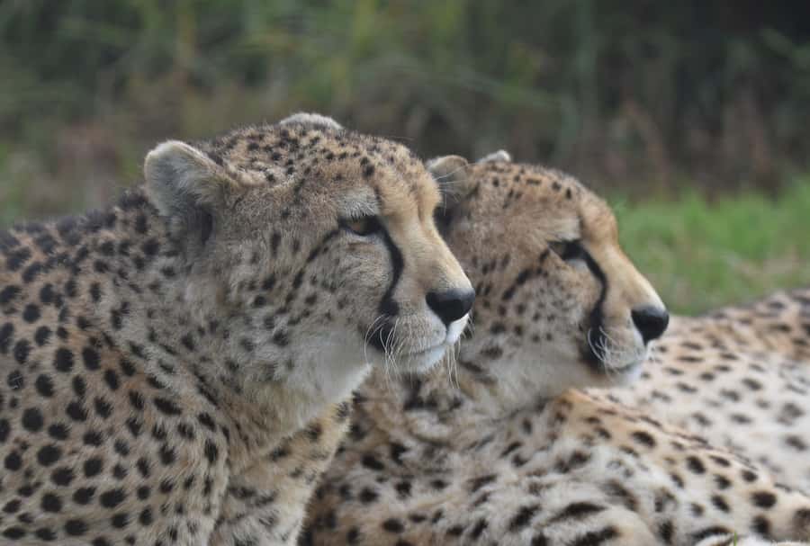 Plettenberg Bay: Wild Cat and Wildlife Guided Tour - Who should book this walk?