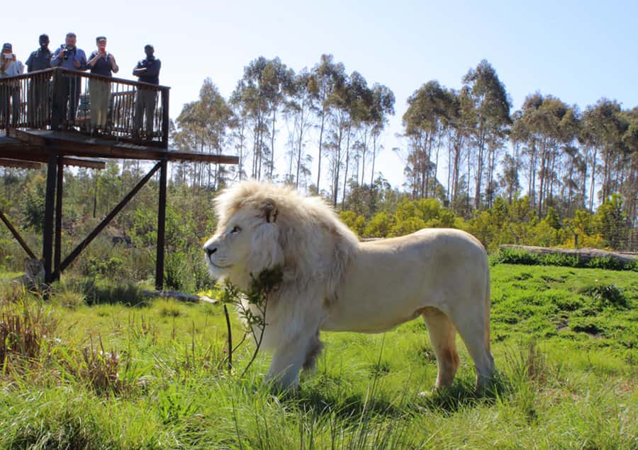 Plettenberg Bay: Wild Cat and Wildlife Guided Tour - The five-minute safety briefing
