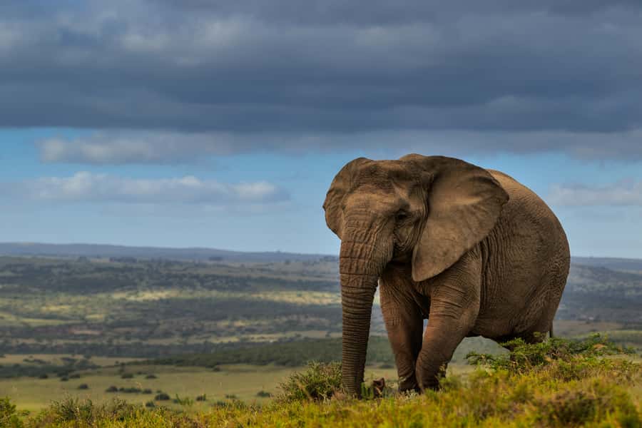 Port Elizabeth: 2-Day Addo Elephant Park Safari - Key points at a glance