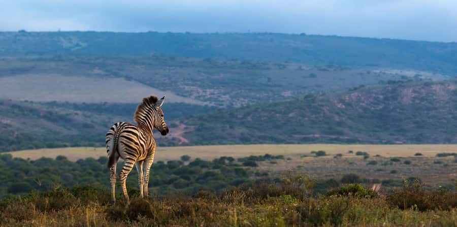 Port Elizabeth: 2-Day Addo Elephant Park Safari - Why Addo works well for a two-day safari