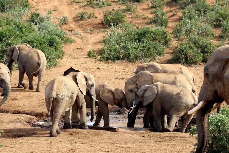 Port Elizabeth: 2-Day Addo Elephant Park Safari - What the giraffe tracking activity really means