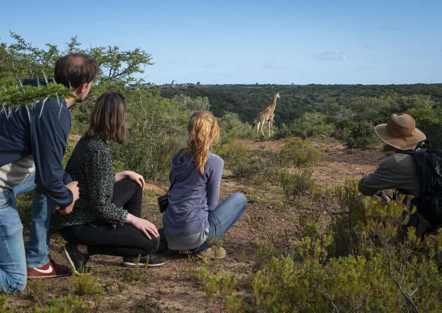 Port Elizabeth: 2-Day Addo Elephant Park Safari - Pickup areas, group size, and what to bring