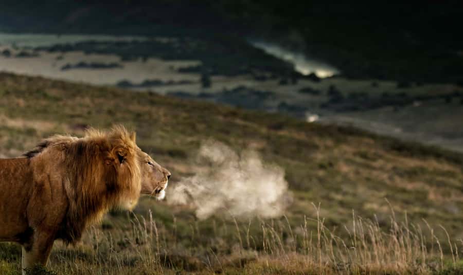 Port Elizabeth: 2-Day Addo Elephant Park Safari - The full-day Addo game drive