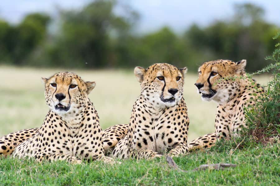 Port Elizabeth: 4x4 Wildlife Safari & City Sightseeing Tour - Starting with crafts and city history