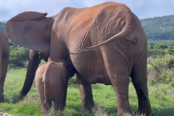 Port Elizabeth Addo Elephant National Park All Inclusive Safari - Why Addo works well for a day from Port Elizabeth