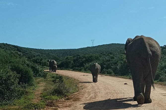 Port Elizabeth Addo Elephant National Park All Inclusive Safari - Carlin’s guiding style and the value of local help