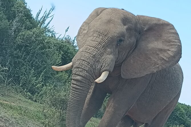 Port Elizabeth Addo Elephant National Park All Inclusive Safari - The northern section and the second chance for sightings