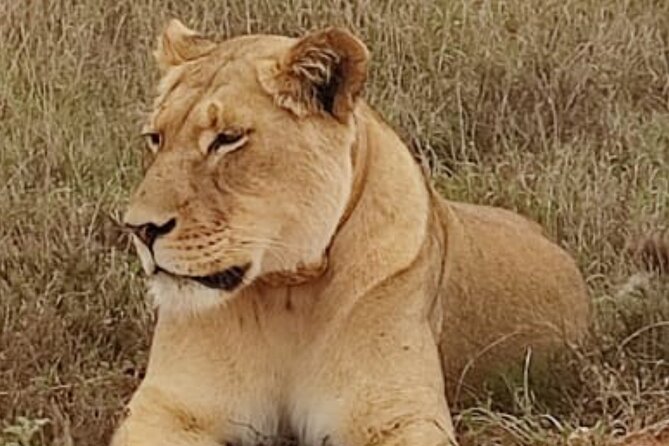 Port Elizabeth Addo Elephant National Park All Inclusive Safari - What the $154.29 price really covers