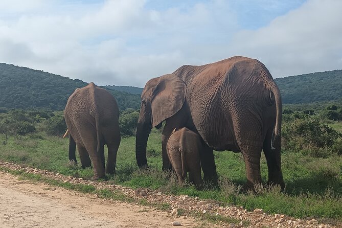 Port Elizabeth Addo Elephant National Park All Inclusive Safari - The southern section: your first game drive