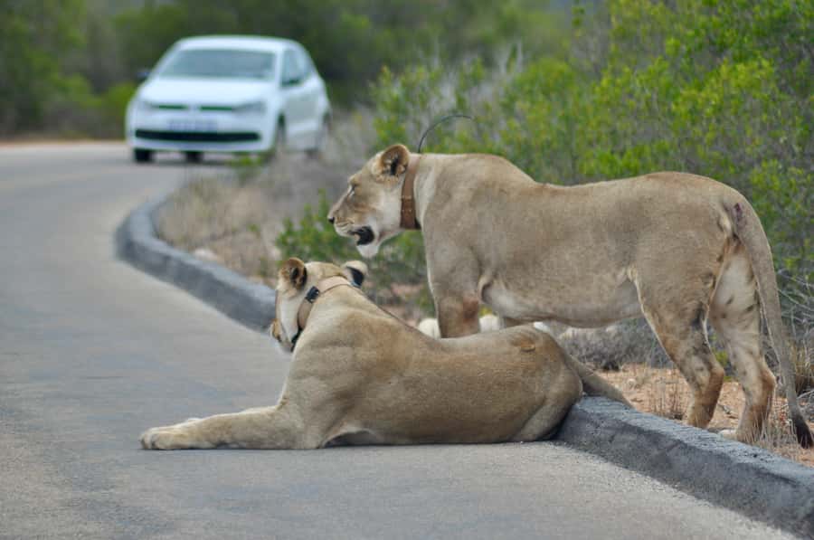 Port Elizabeth: Addo Elephant Park All-Inclusive Day Safari - Key points to know before booking