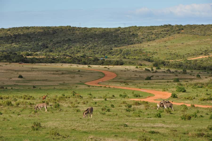 Port Elizabeth: Addo Elephant Park All-Inclusive Day Safari - Cancellation and timing details worth noting