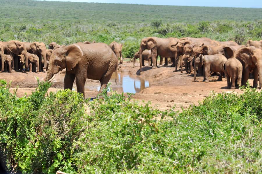 Port Elizabeth: Addo Elephant Park All-Inclusive Day Safari - Why Addo is such a good safari choice from Port Elizabeth