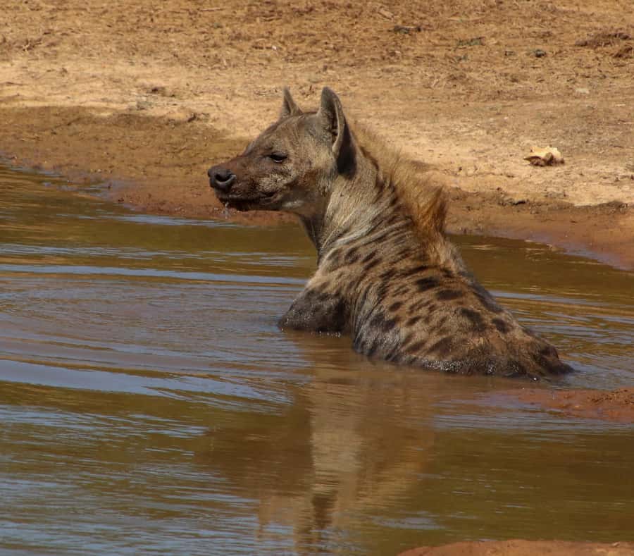 Port Elizabeth: Addo Elephant Park All-Inclusive Day Safari - Three hours on the morning game drive