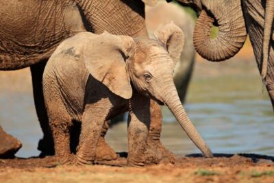 Addo Elephant Park All-Inclusive Day Safari