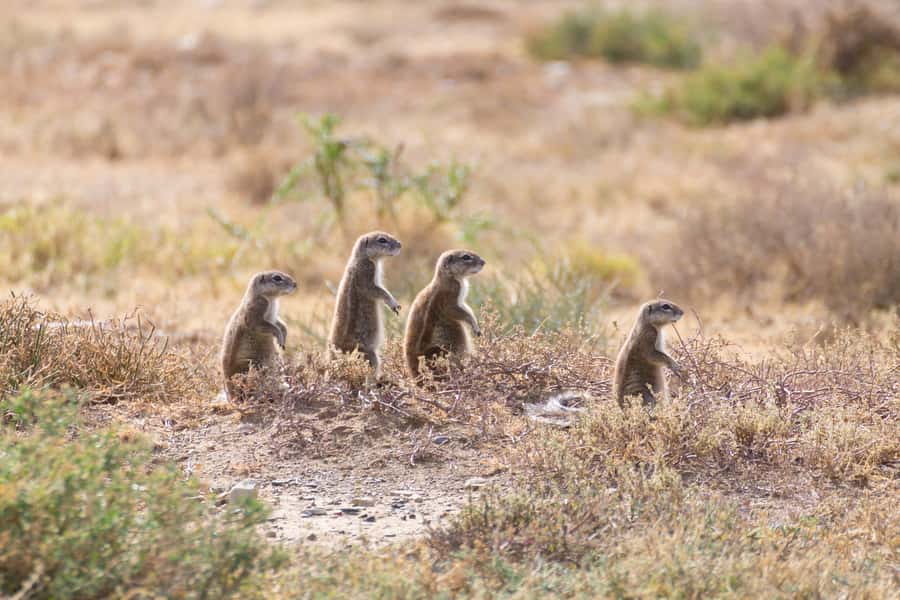 Port Elizabeth: Addo Elephant Park All-Inclusive Day Safari - Lunch, a pause, and time away from the road