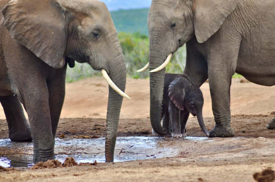 Port Elizabeth: Addo Elephant Park All-Inclusive Day Safari - The afternoon drive and lookout points
