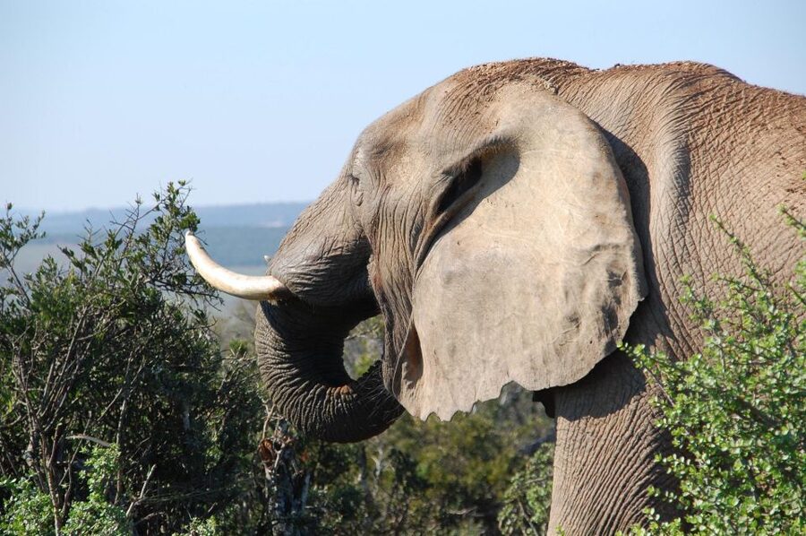 Port Elizabeth: Addo Elephant Park All-Inclusive Day Safari - What the guide adds to the day