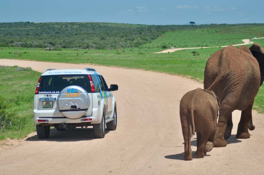 Port Elizabeth: Addo Elephant Park All-Inclusive Day Safari - Is $176 a fair price?
