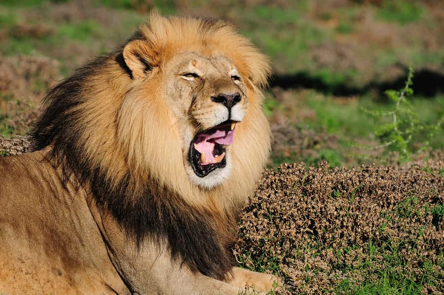 Port Elizabeth: Addo Elephant Park All-Inclusive Day Safari - Who will enjoy this safari most