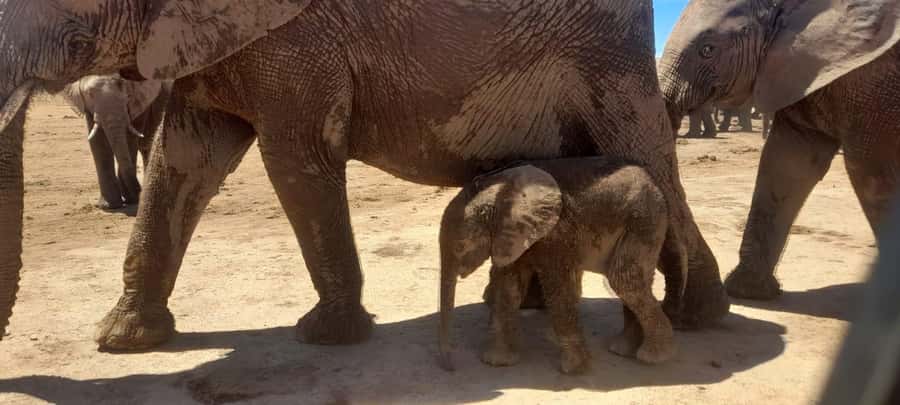 Port Elizabeth: Addo Elephant Park Shore Excursion & Safari - Key points to know before booking