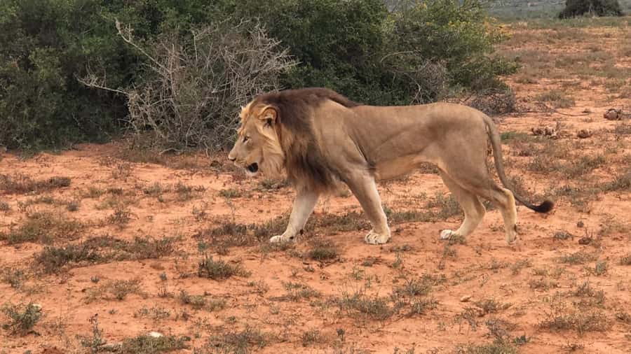 Port Elizabeth: Addo Elephant Park Shore Excursion & Safari - Four hours of morning wildlife viewing