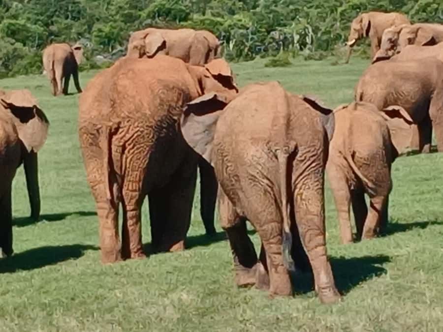 Port Elizabeth: Addo Elephant Park Shore Excursion & Safari - Lunch at Jack’s Picnic Site