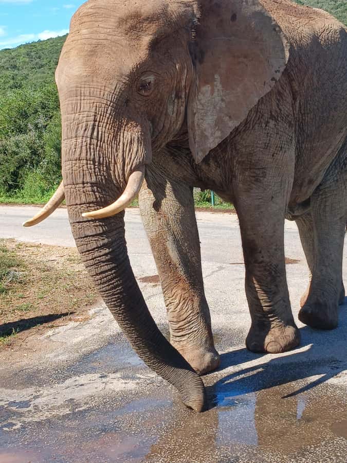 Port Elizabeth: Addo Elephant Park Shore Excursion & Safari - Is $159 a fair price?